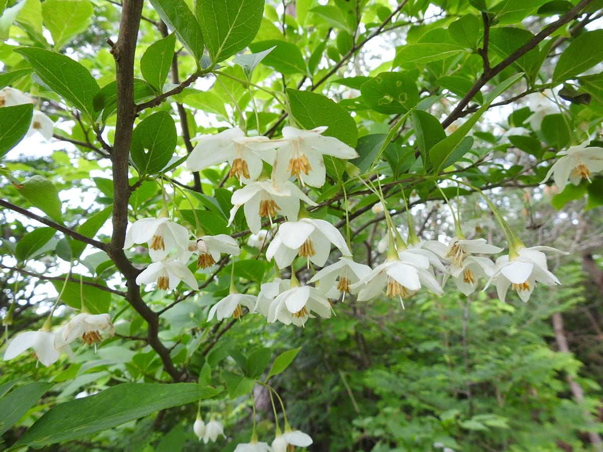 エゴノキの写真 by あけマサ エゴノキの花です。 みんな下向きにぶら下がっています。