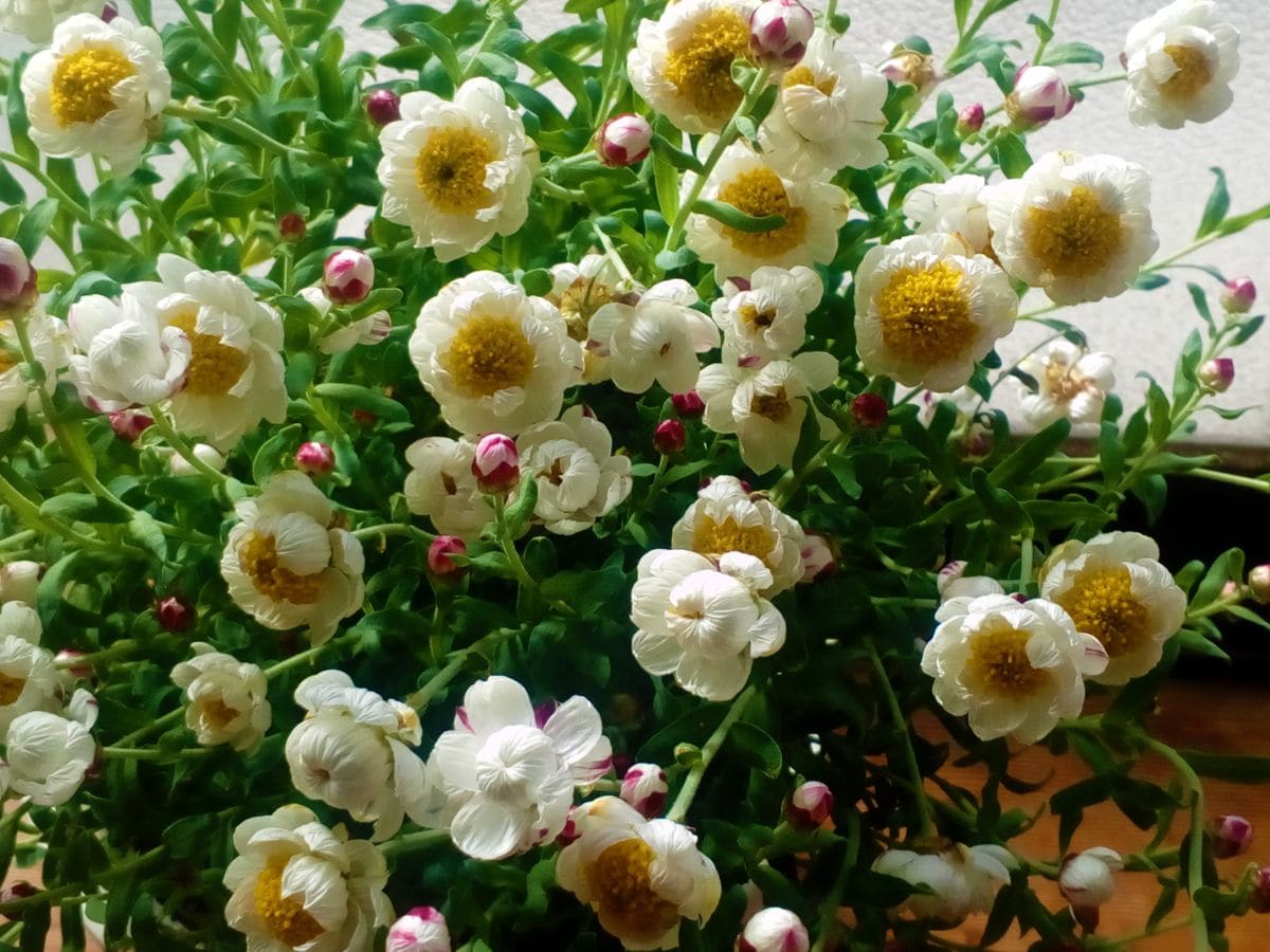 花かんざしの写真 by トム・マグノリア 太陽の光を浴びて大喜びの『花かんざし』です😁