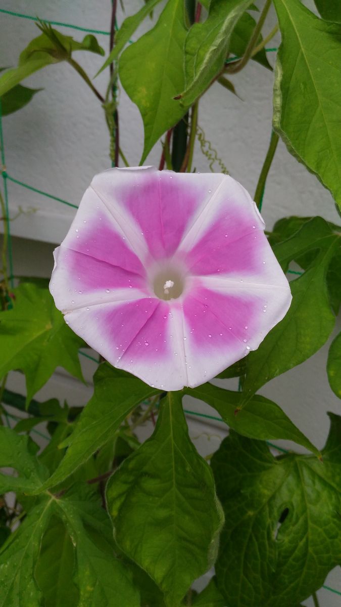 ＊朝顔 曜白  今日は薄いピンク色でした😘 既に雨が降ってます☔