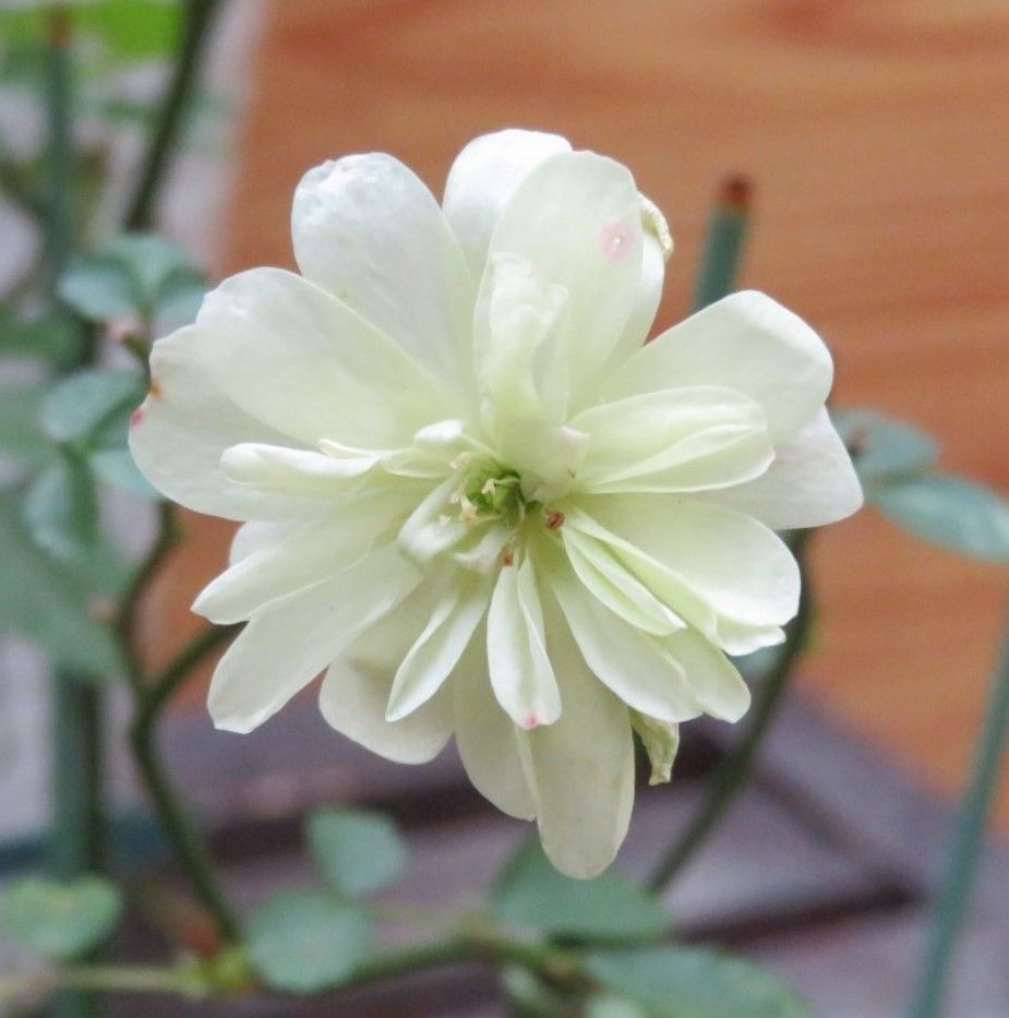 １⃣🌹白く輝くミニバラの花...昨年の４月に鉢植えにした依頼、しっかり根付いて白い花