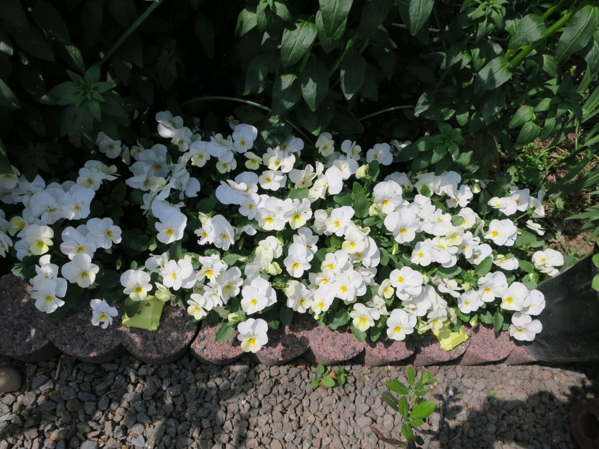 種から育てた、ビオラが満開ですが、誰か（ヨトウムシ？）が花びらを食べています・・