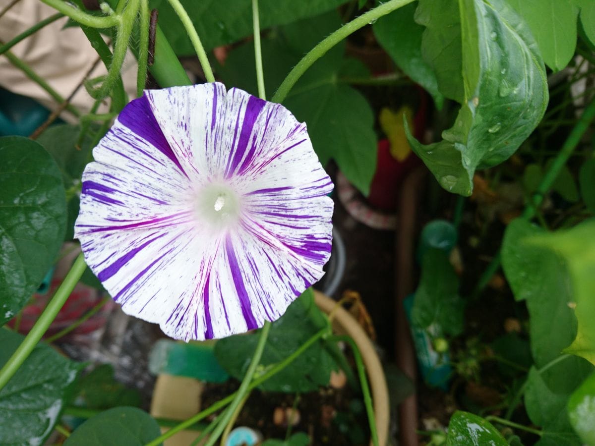 2019年7月20日(土)、今日の花。楽天こぼれ種。