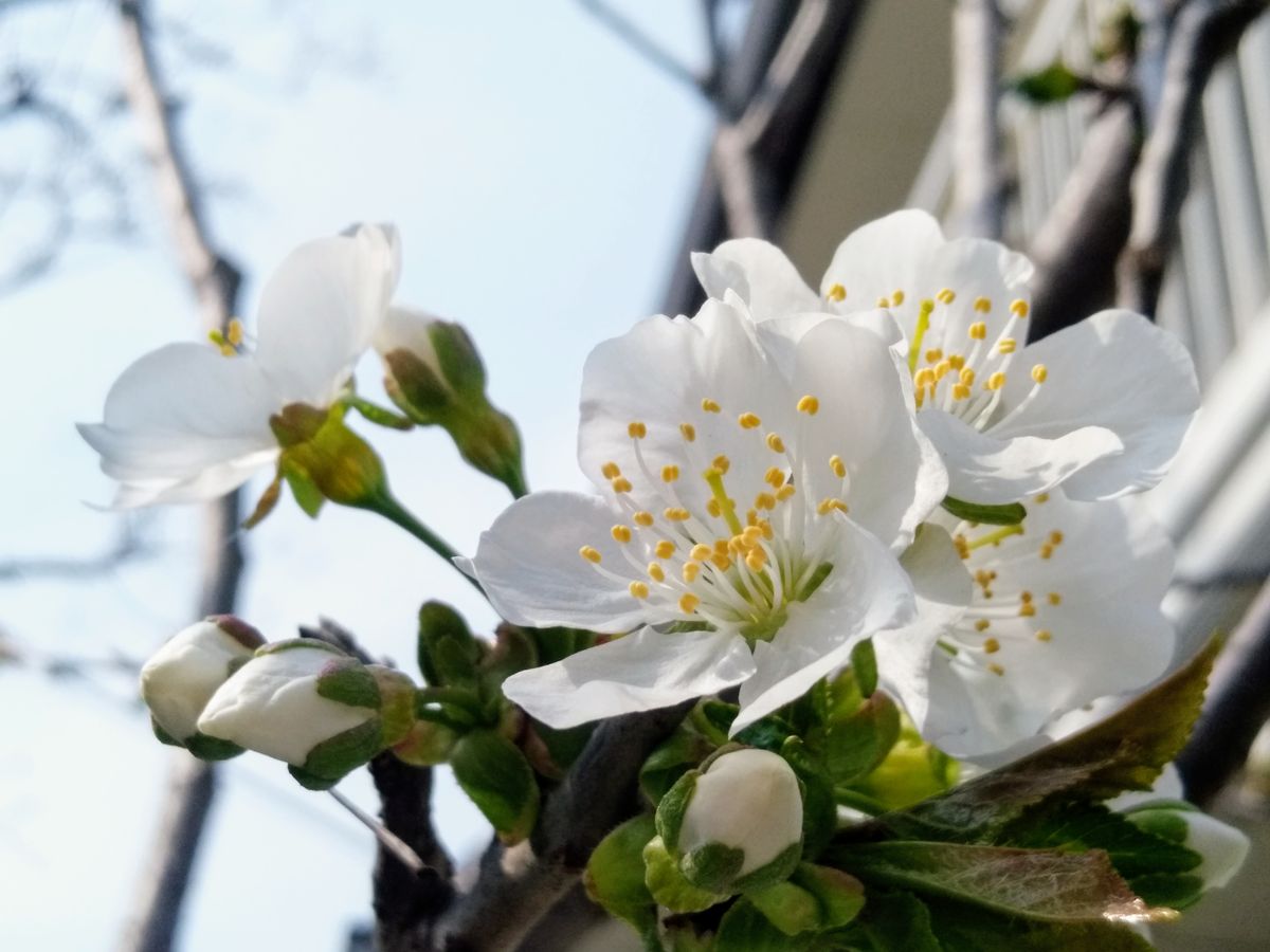 サクランボの花が咲きました。  2019.4.19