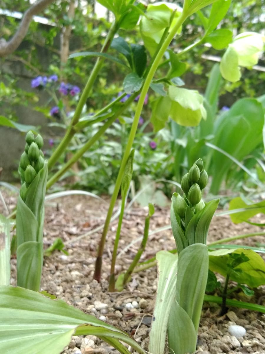 エビネの蕾 昨年より開花が遅いようです。  2019.4.19