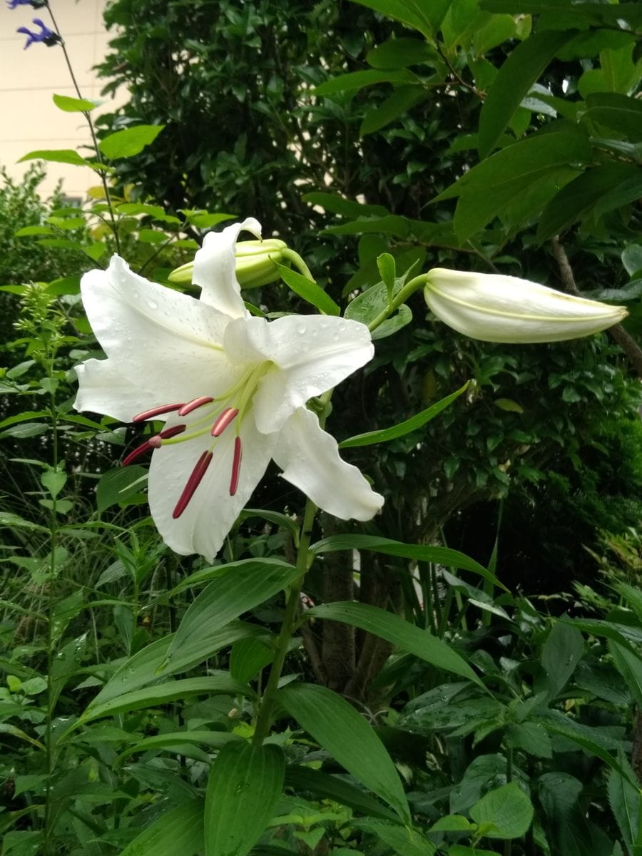 カサブランカ 今年も咲きました。 とても良い香りです🎵  2019.7.21