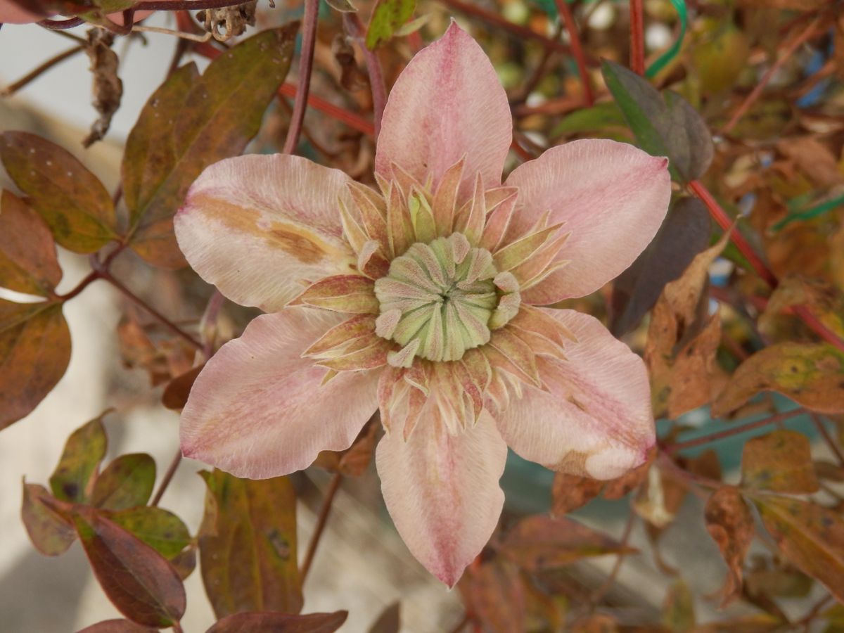 クレマチス(水面の妖精）冬の花