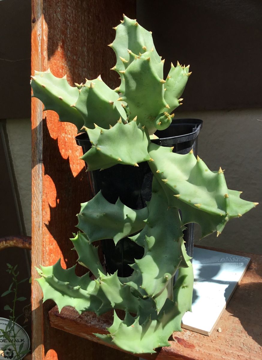 多肉植物    スタペリア  頂き物を育ててますが お花が来ません 見たかったのに…😓