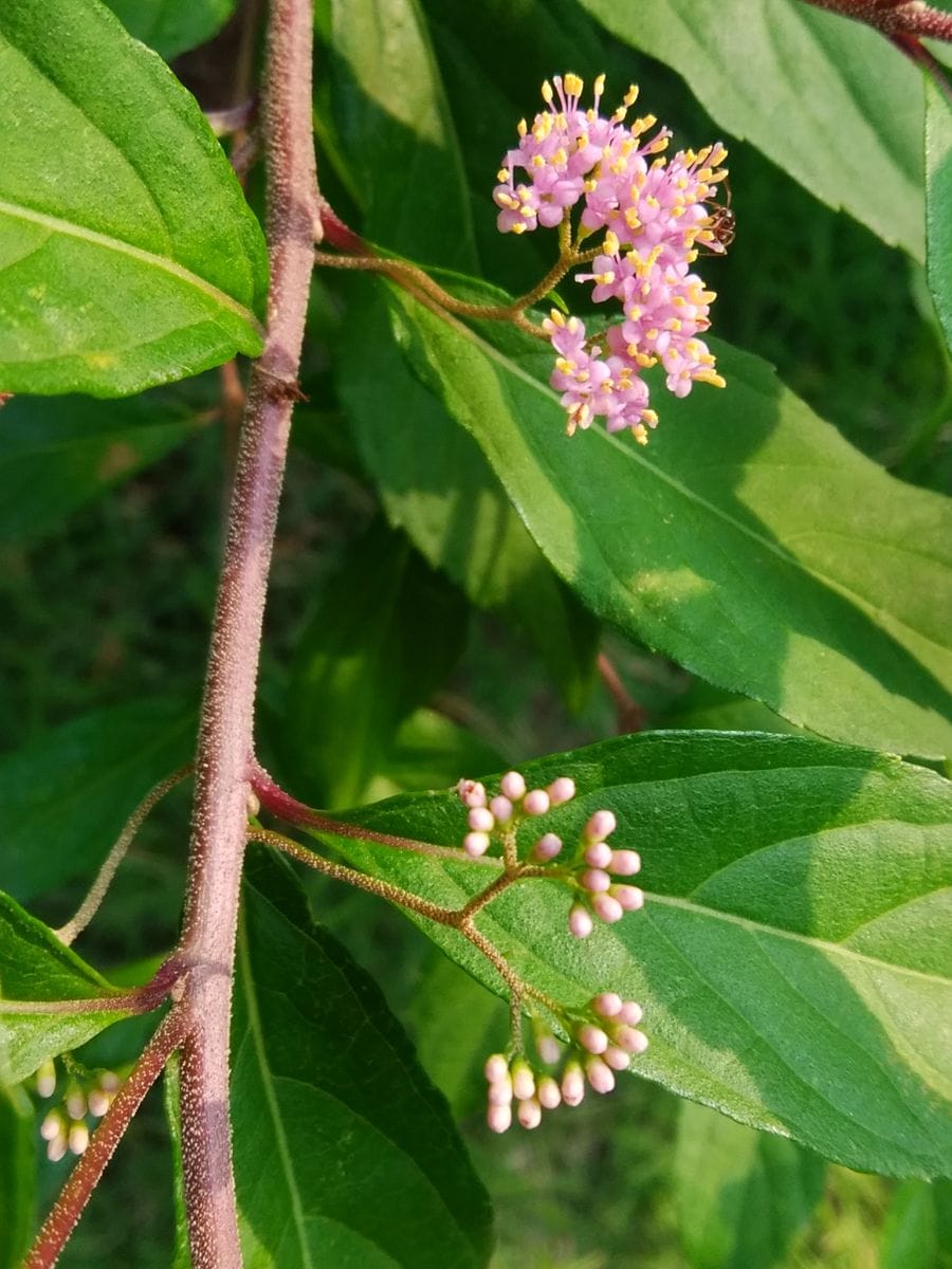 「コムラサキシキブの花」20190627 地植え   例年に無く 沢山の花を咲かせています  