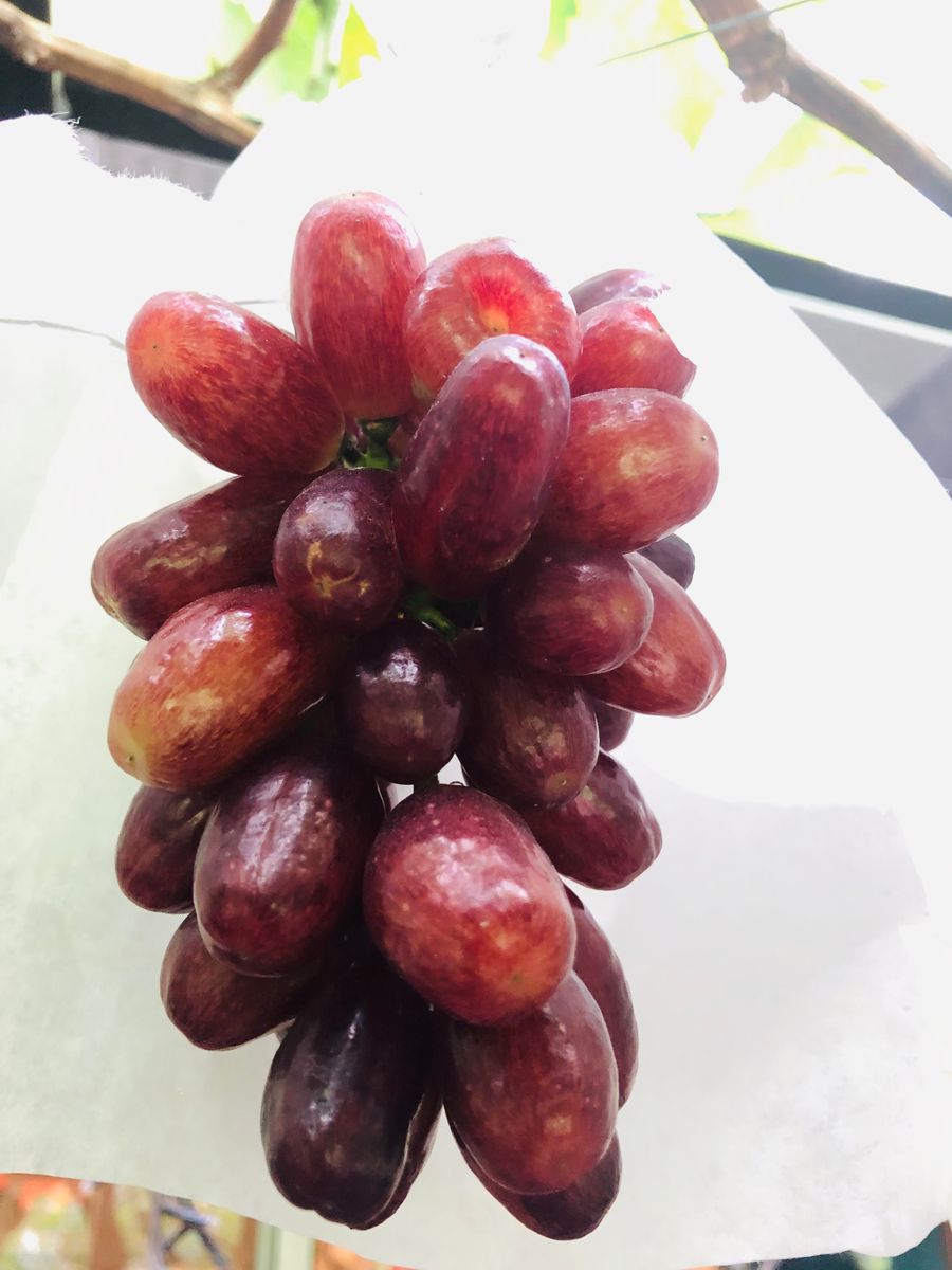 ブドウの写真 by アントニ クイーンセブン🍇 もう少しで食べ時😃