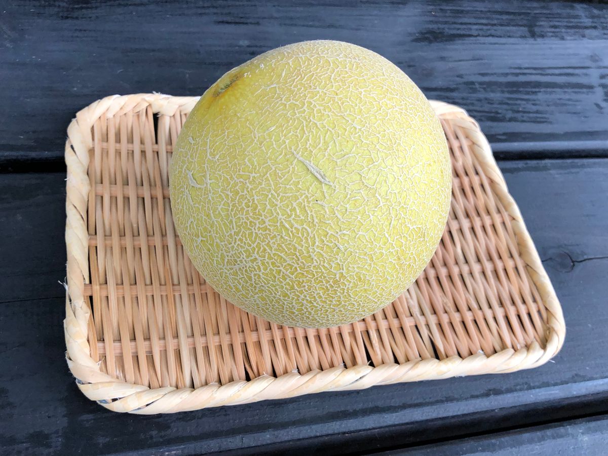 ころたん🍈収穫です。 700gの大玉サイズでした☺️