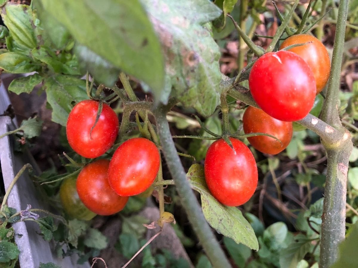 脇芽を挿していたトマト🍅が実ってました😄