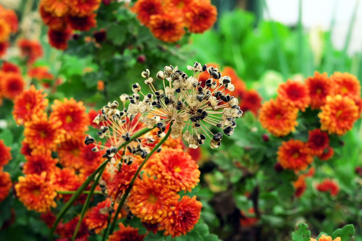 ニラの花後。 菊を添えて！  撮影日：2019/11/11