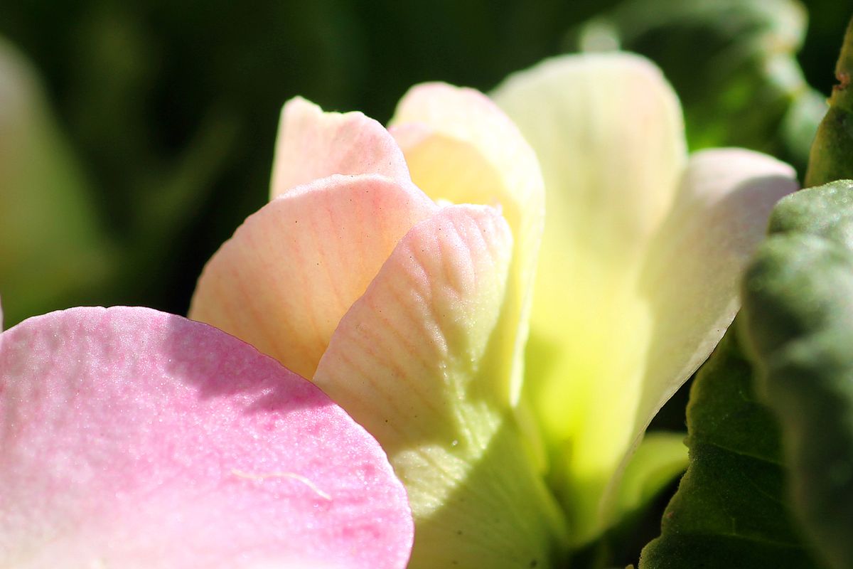 たったひとひらの花びらだけど、 思いもよらないほど数多くの色からできてたんだね。 