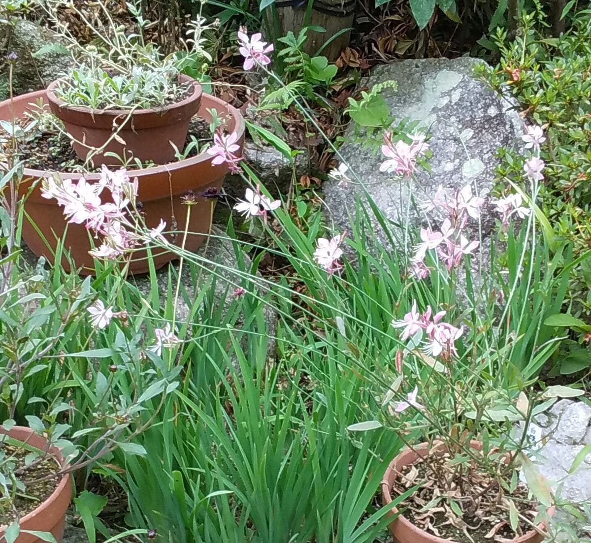 《白蝶草》  今年、購入しました。 いつの間にか、沢山の花を付けていました🎵  令和元