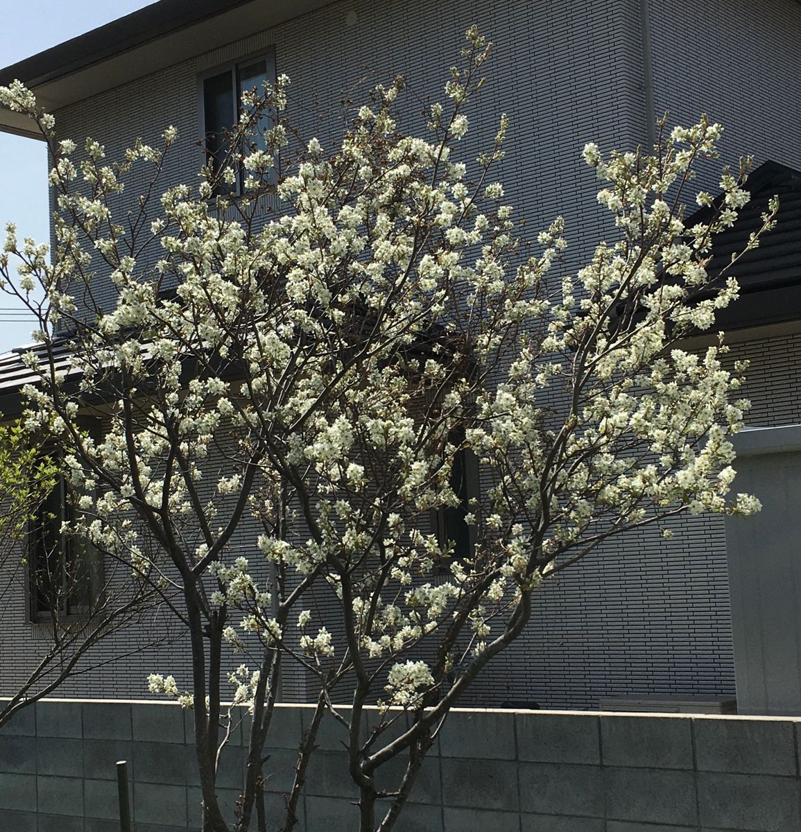 畑のジューンベリーの花が満開です。 ２０２１年３月３１日。
