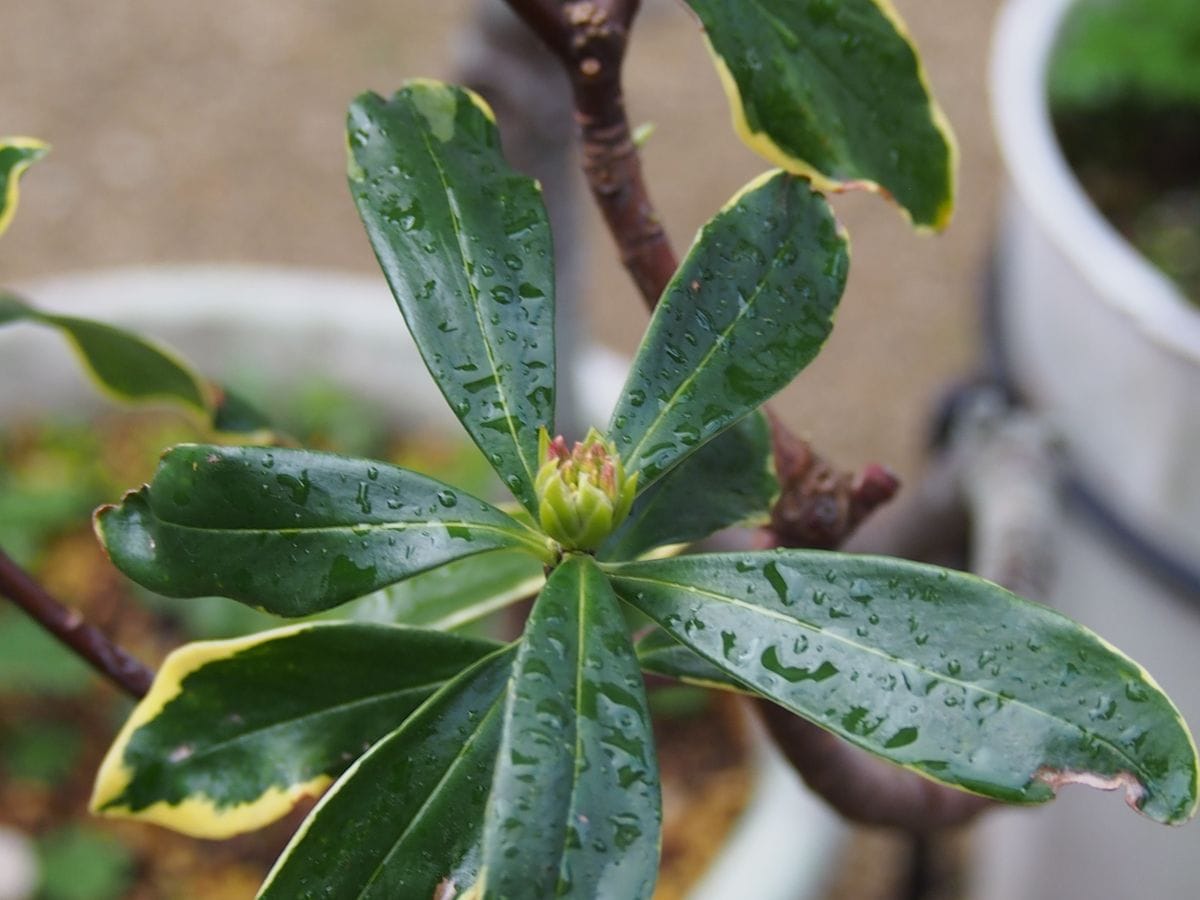 沈丁花の蕾 赤が見えてきました。 斑入り葉の赤花です。 2019.12.8