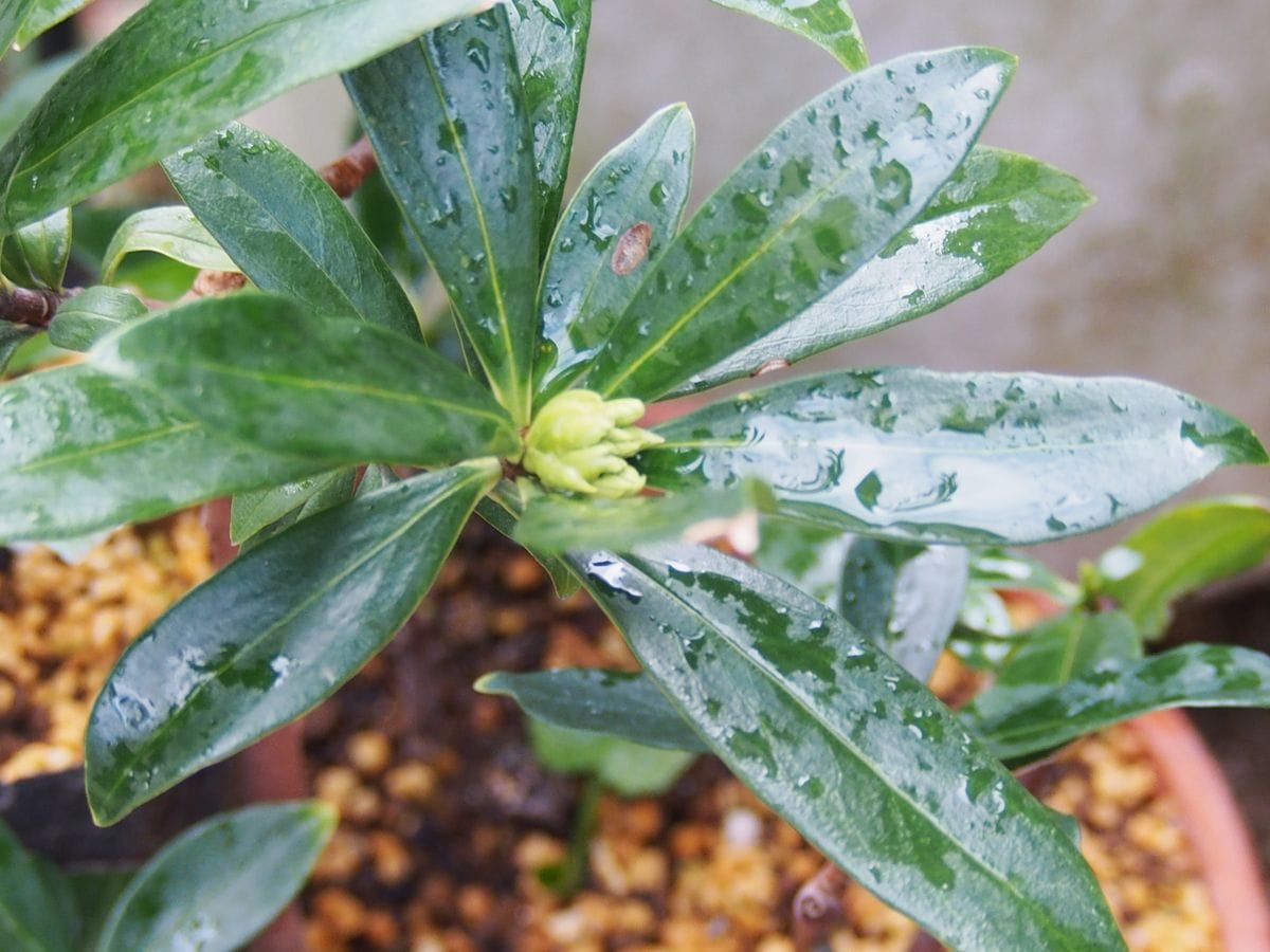 沈丁花の蕾 白が見えてきました。 白花です。