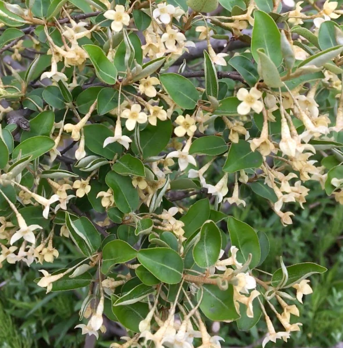 畑のグミの木の花。 ４月１１日。