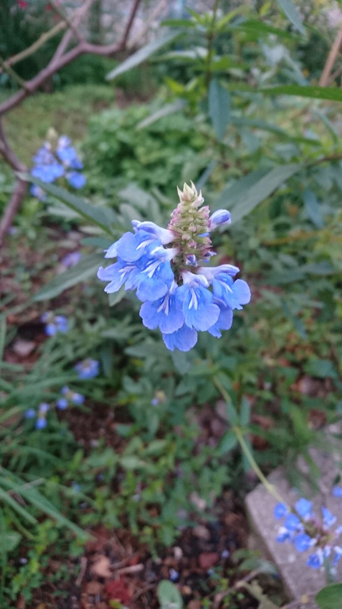 ボックセージです。別名サルビア・ウルギノーサです。  町内ガーデンの花です。会員さ