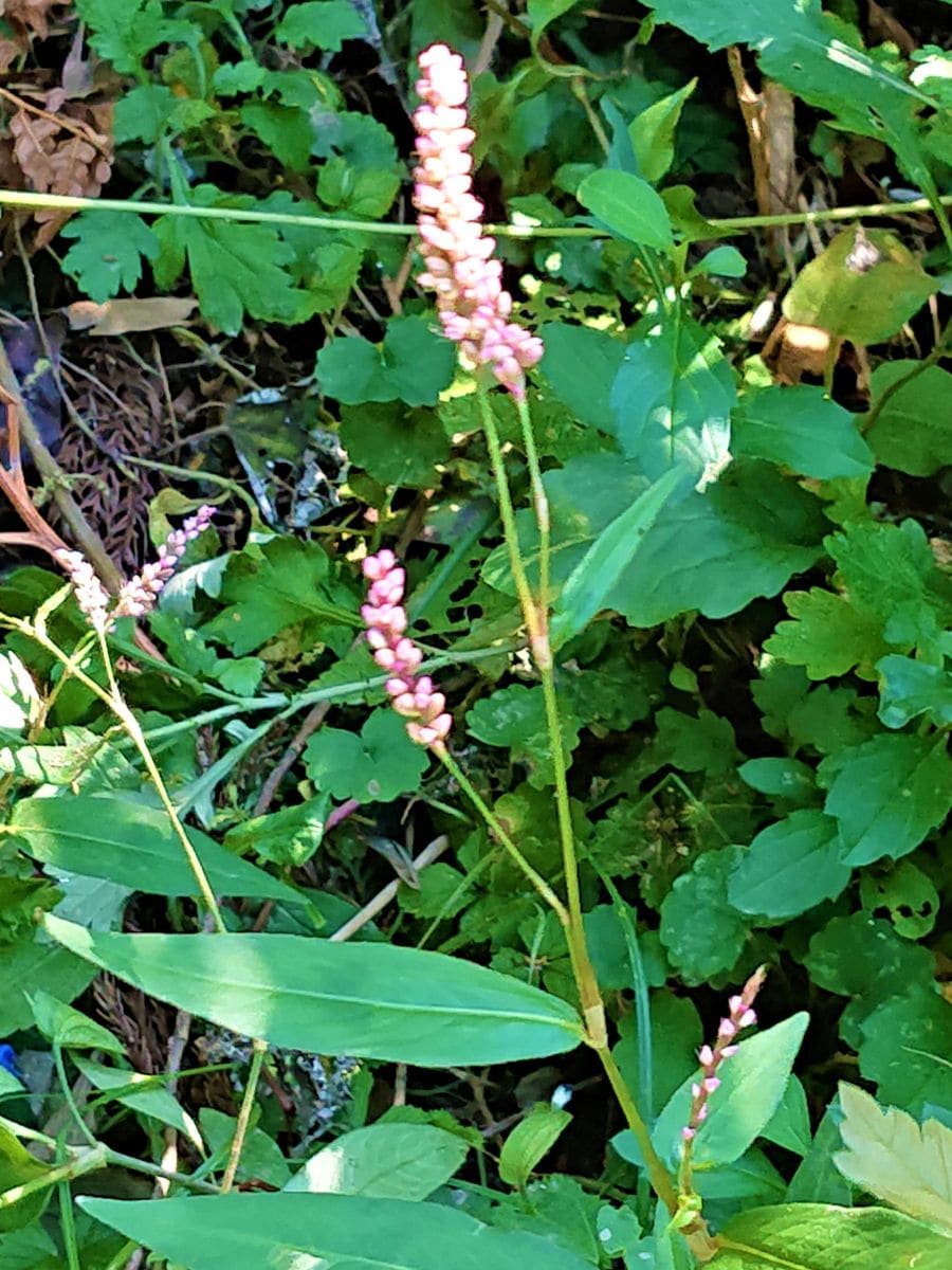 イヌタデです。（犬蓼)  山の脇道に咲いていました。タデ科イヌタデ属です。  (秋の花