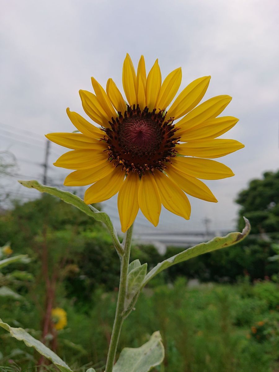 ヒマワリの写真 by ikurazuki ヒマワリです。  これはご近所の畑に植えてありました。