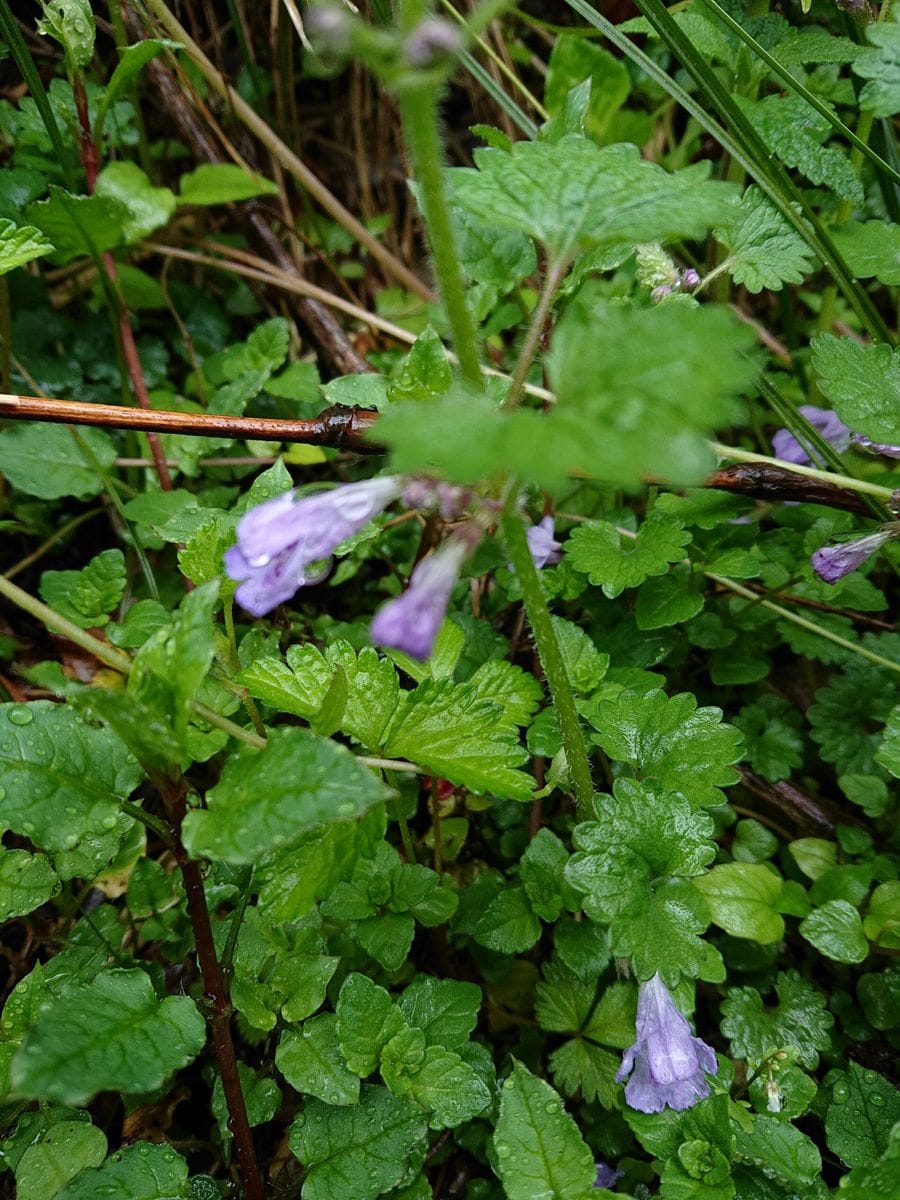 カキドオシです。  サギゴケに花が似ています。  (4月撮影)