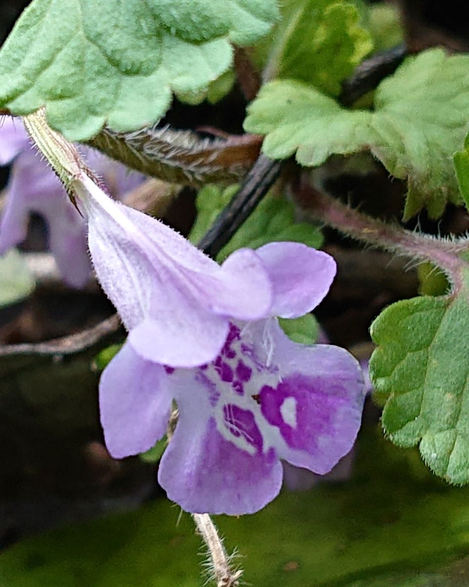 カキドオシです。（垣通し）  田んぼの畦に咲いていました。シソ科です。  (3月撮影 