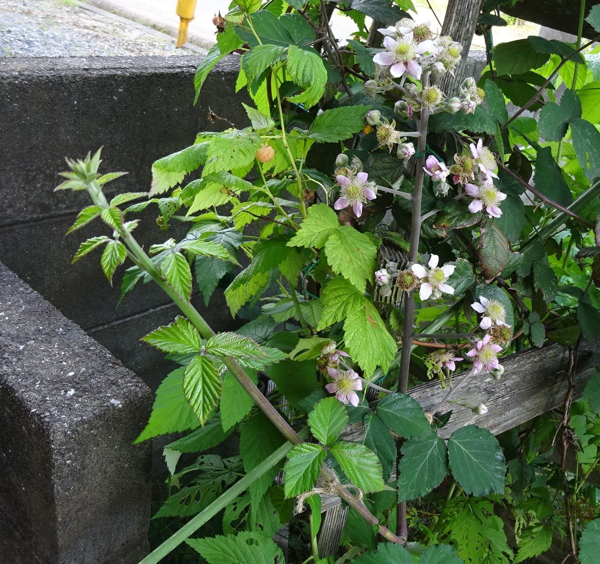 ブラックベリーの写真 by しまくじら ブラックベリーの花と、元気なシュ－ト。 ６月１