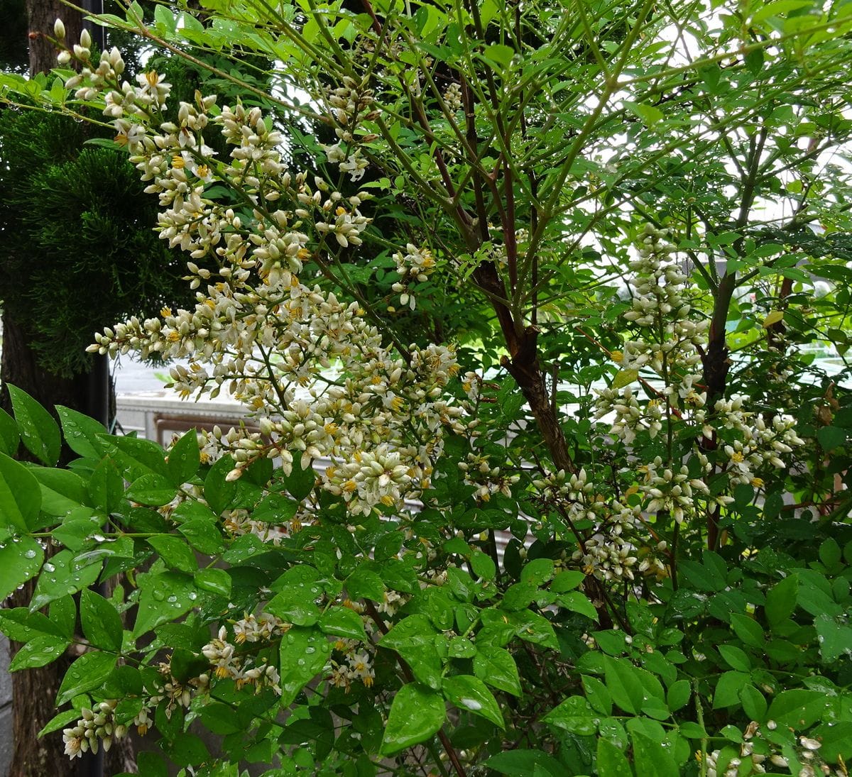 ナンテンの花。 ２０１９年６月２２日。