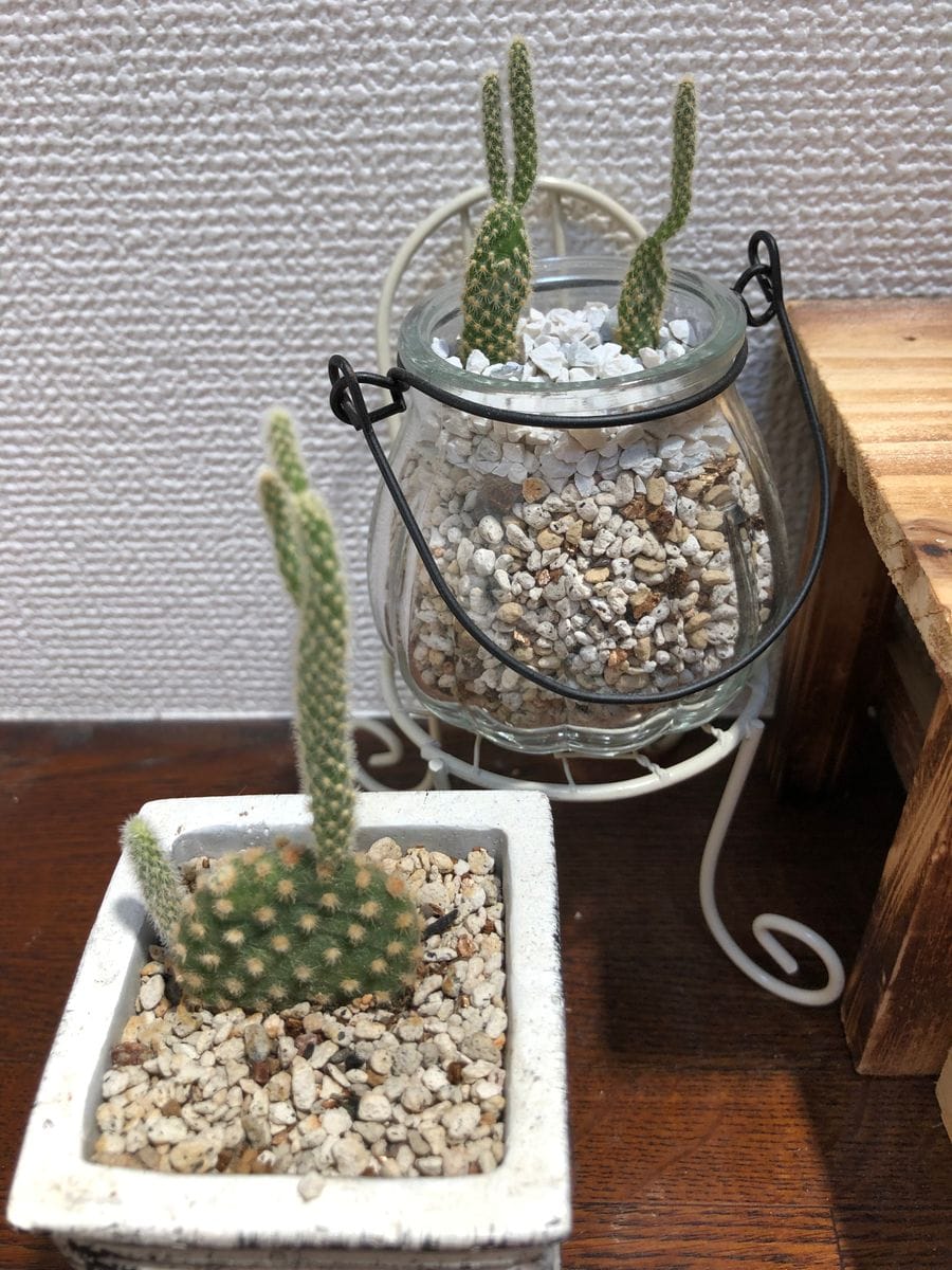 サボテン🌵 胴切りって言うの？ウサギの耳✂️して、別の入れ物に入れておいたら、上手く