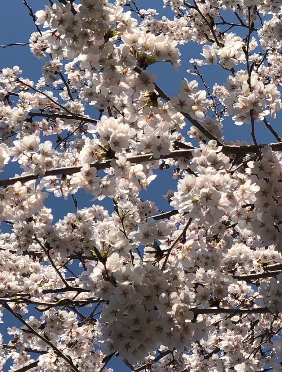 近所でも桜が満開になりました！！