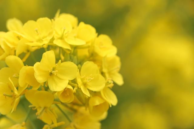 マザー牧場で撮った菜の花です。