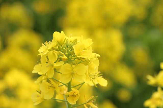 マザー牧場で撮った菜の花です。