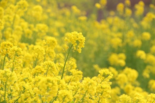 マザー牧場で撮った菜の花です。