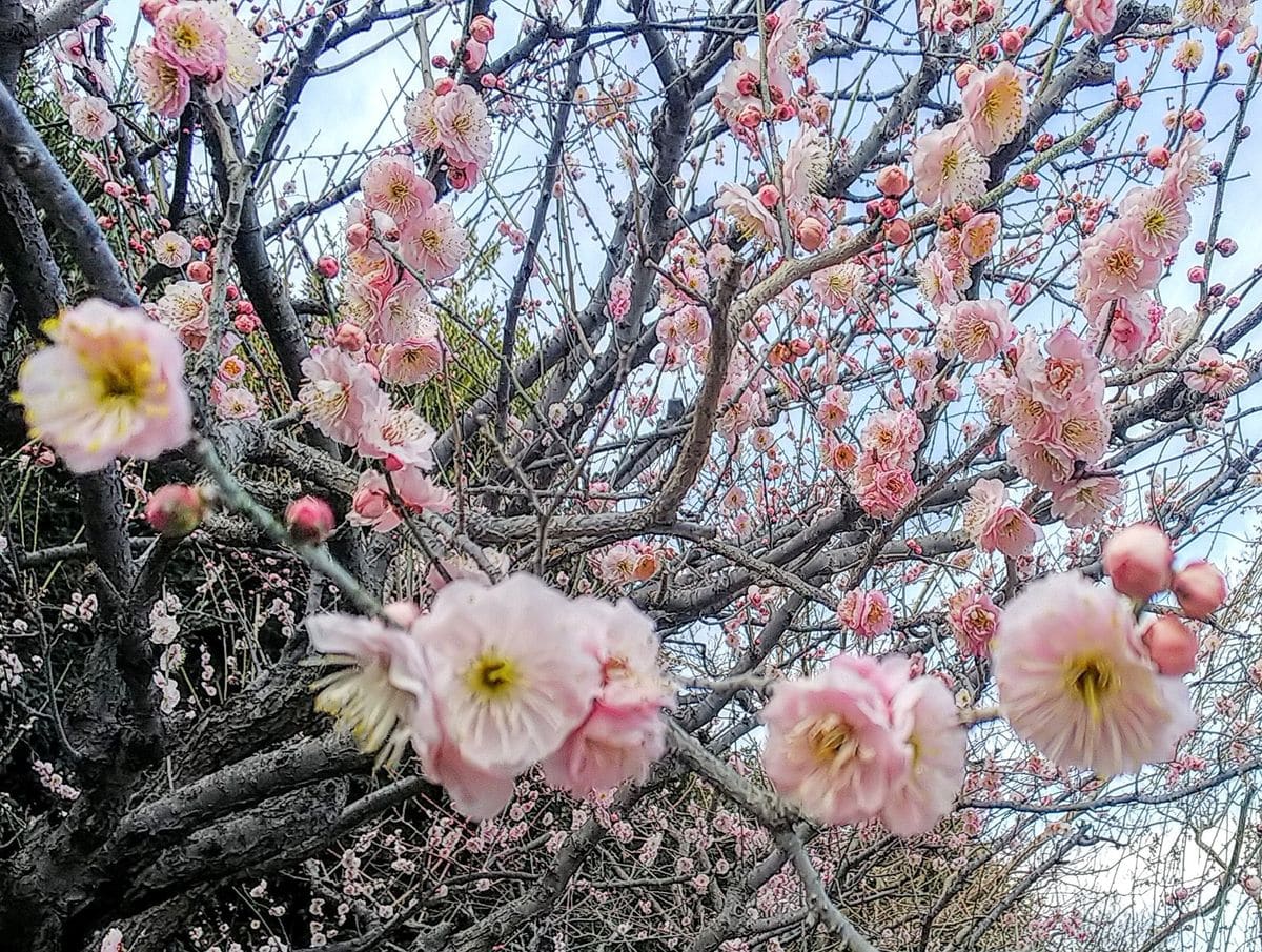 梅が満開です💖