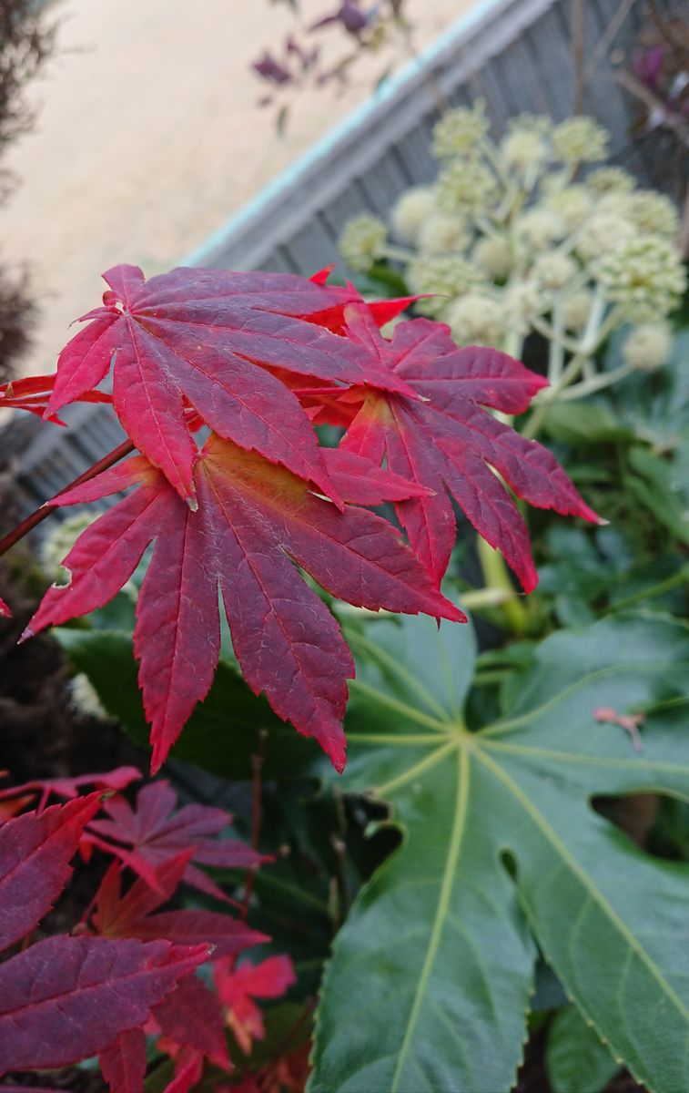 ますます～真っ赤だね🍁(ヤマモミジさん)