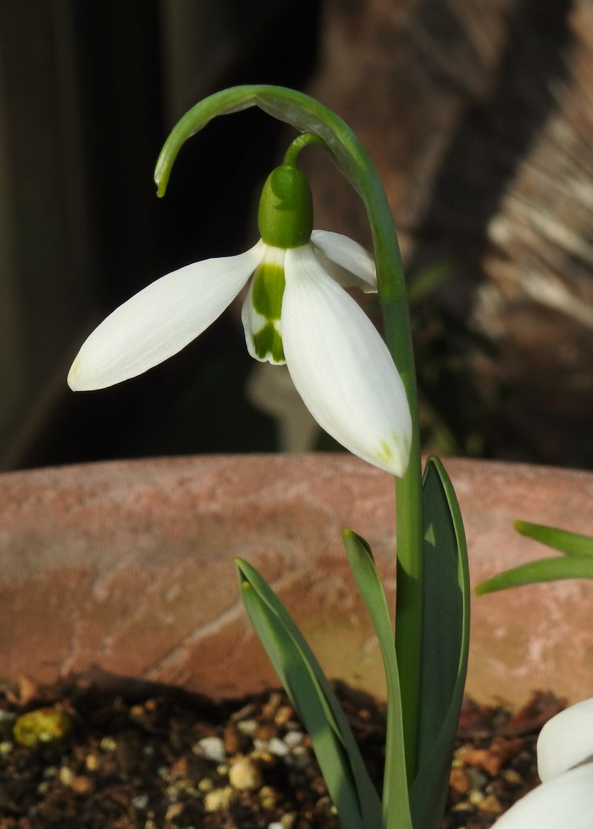 これで開花かな？