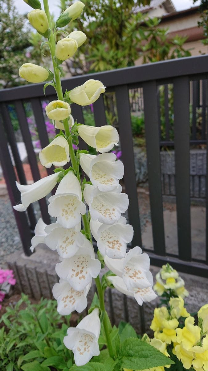 ジギタリス白が咲きました😊 ルピナスやキンギョソウと背比べ🎶