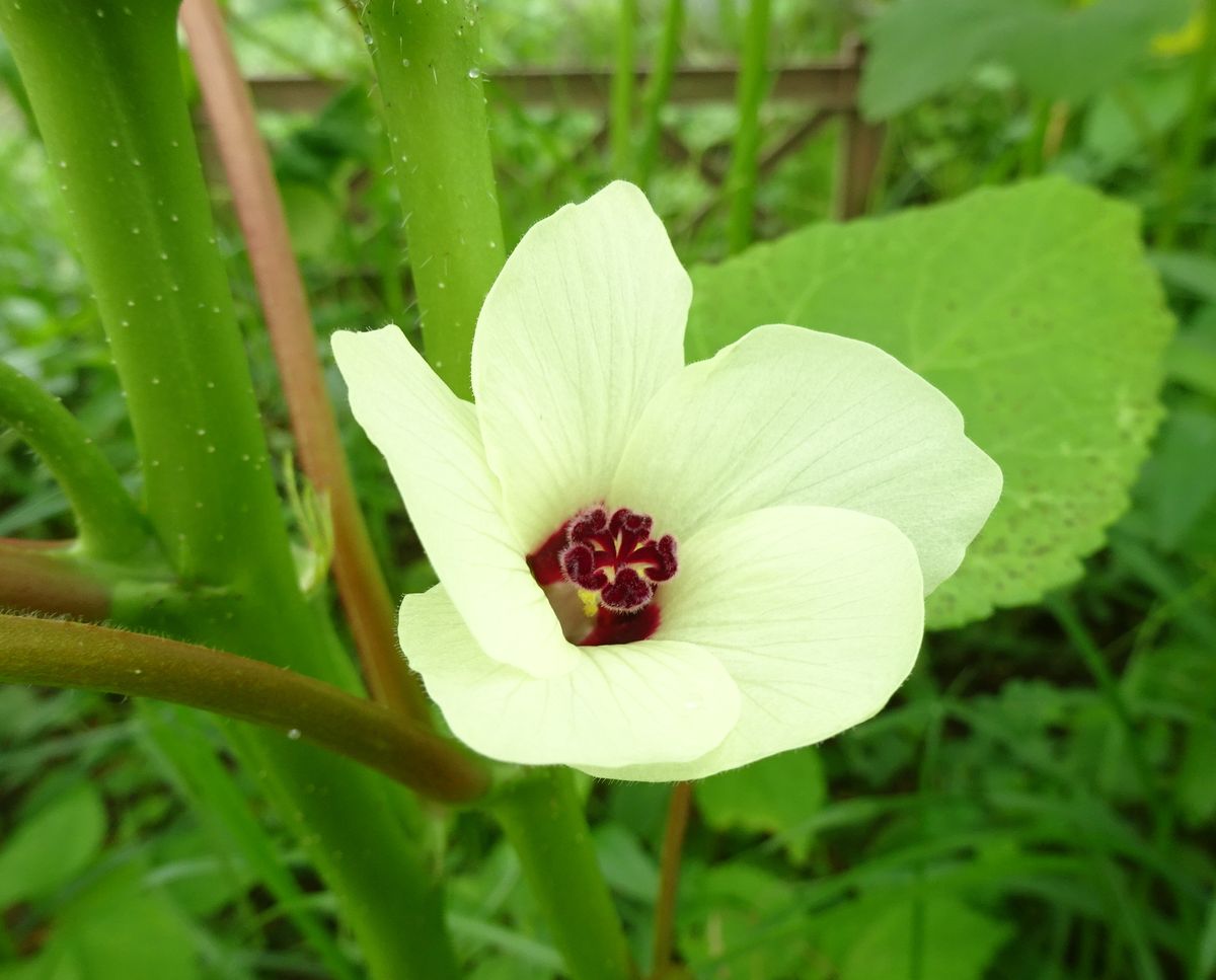 オクラの花。 ７月２１日。