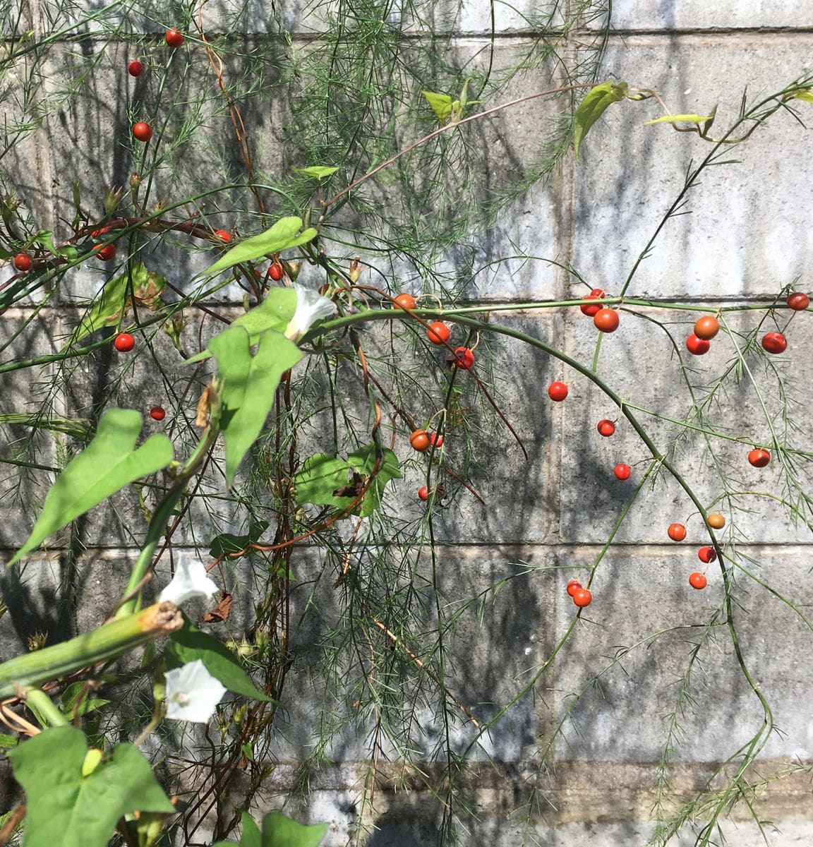 マメアサガオの花と、アスパラガスの実のコラボ。 ９月２５日。