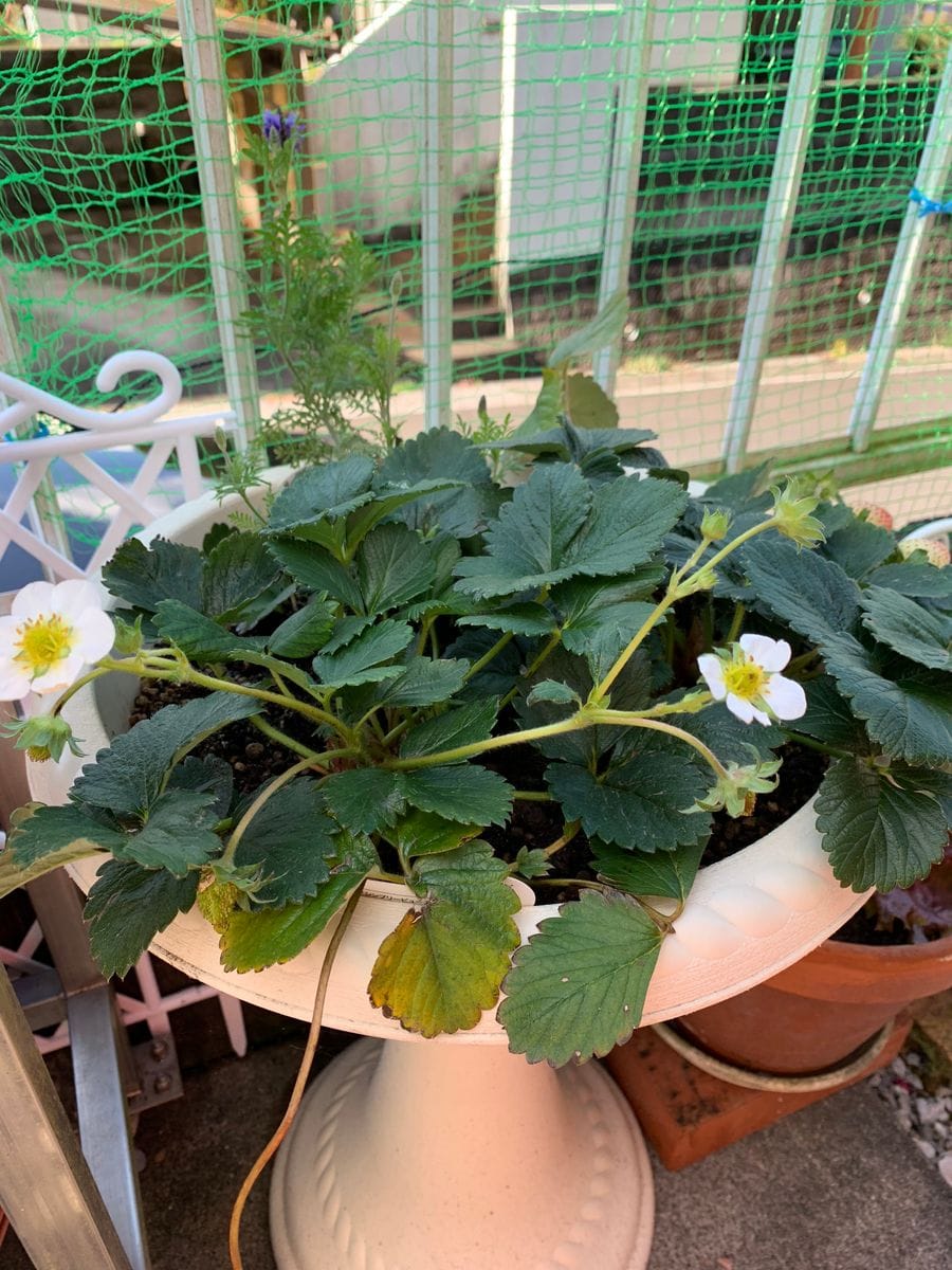 2019.1.13 カレンベリー🍓 よつぼし より遅めの開花です。よつぼし が終わったらカレン