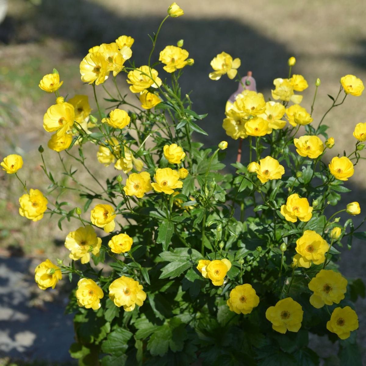 2019.3.24 ラナンキュラス ラックス ピュタロス  一つ一つのお花は小さくなってますが