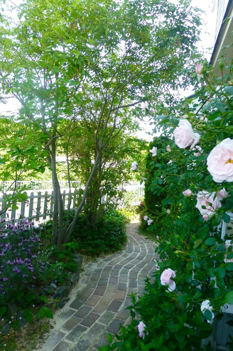 庭の小道に咲くニュードーン。クラシックな花と香りが好きです。左にはフレンチラベン