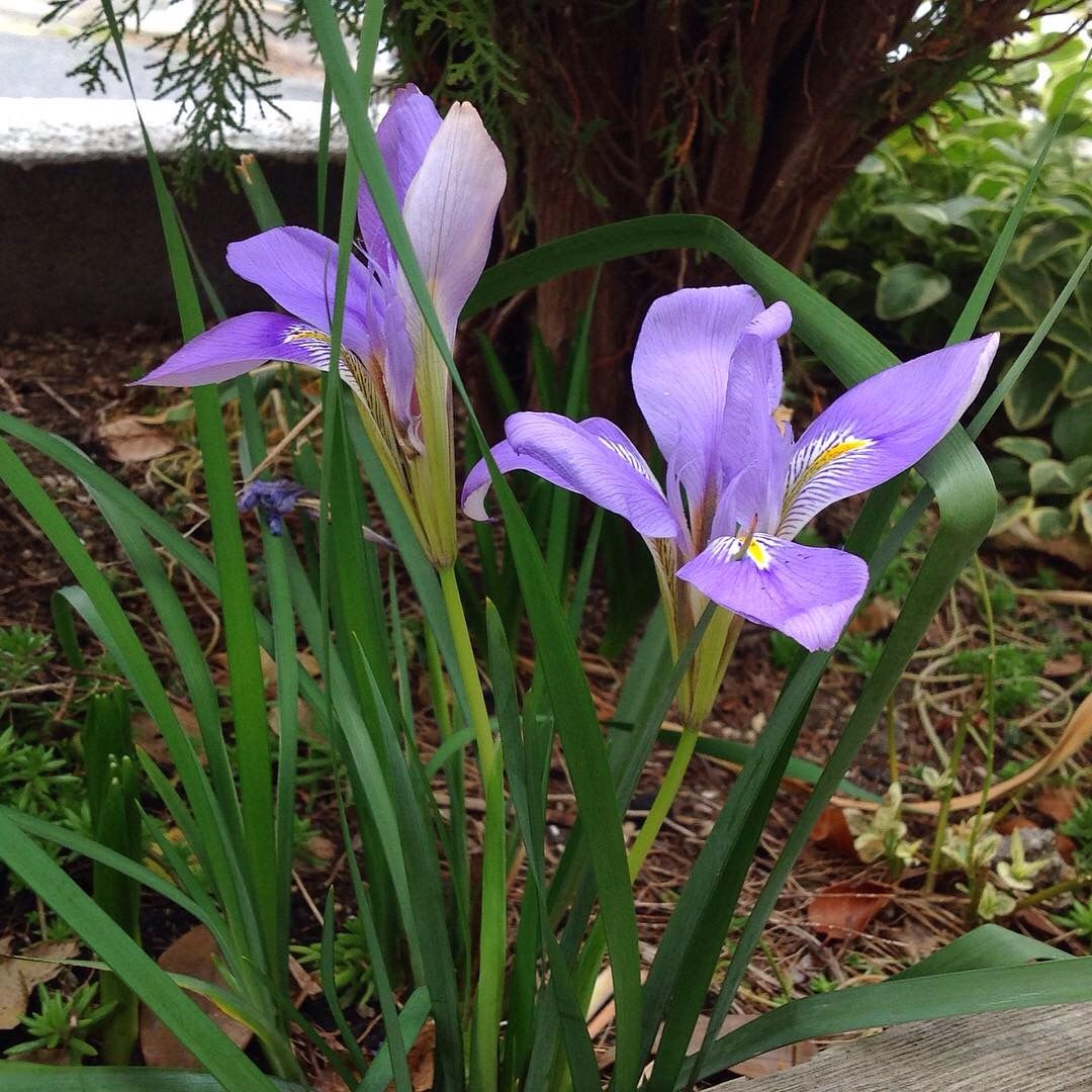 この寒い中、花開くカンアヤメ(寒咲きアヤメ) 風に揺れて震えています。