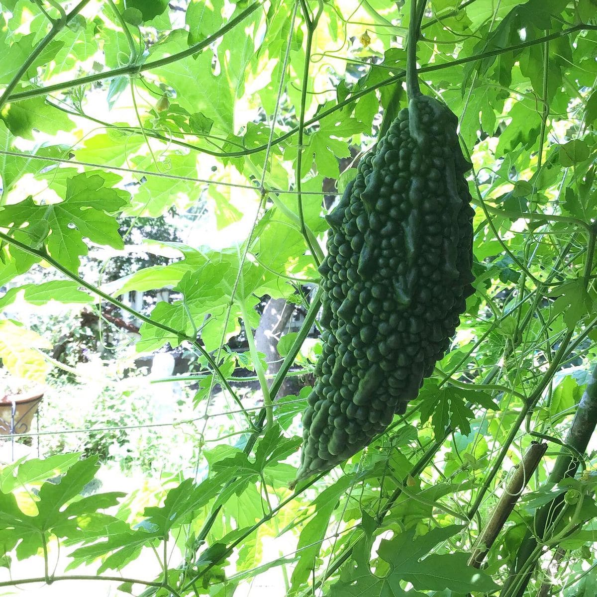 毎日半個のゴーヤーで夏バテ知らず。