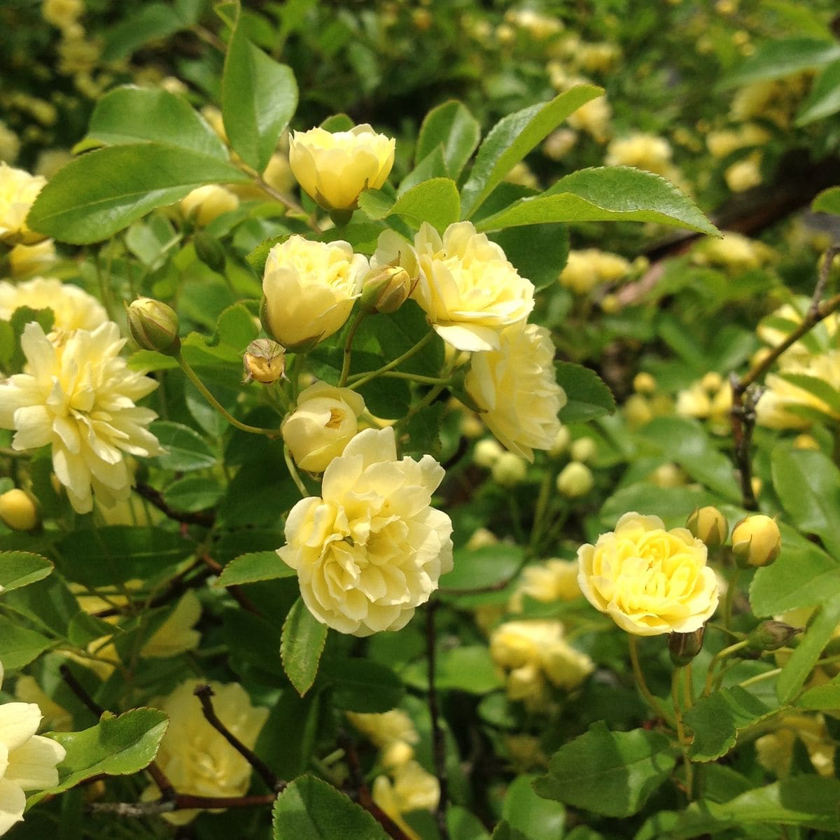 植えて30年近くになるモッコウバラ  お花からは考えられないほど強くたくましいです。