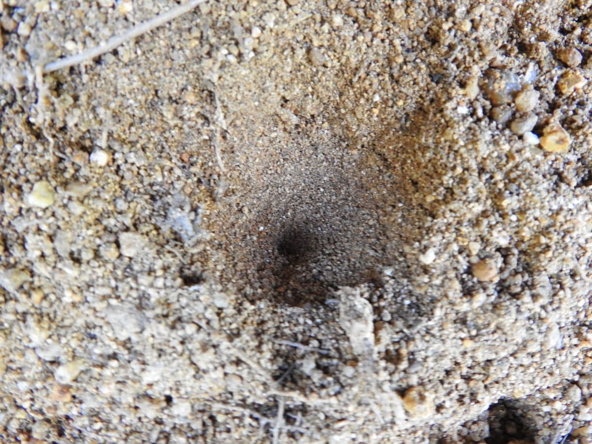 アリジゴク（ウスバカゲロウの幼虫）の巣です。 擂り鉢状に掘った砂の底に隠れて、獲