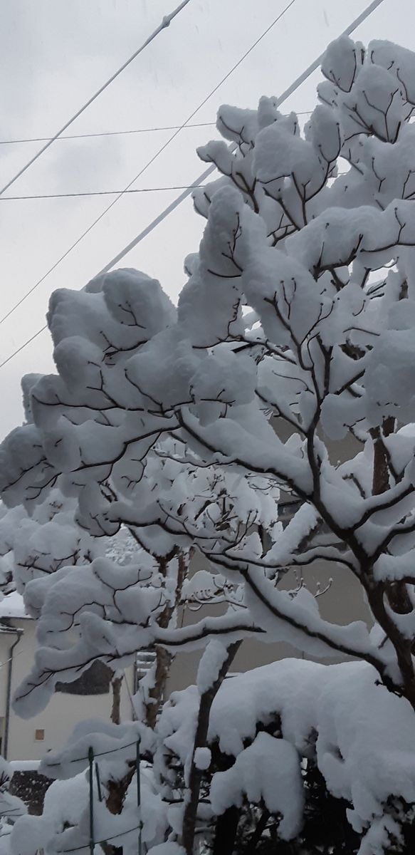 今朝の❄️