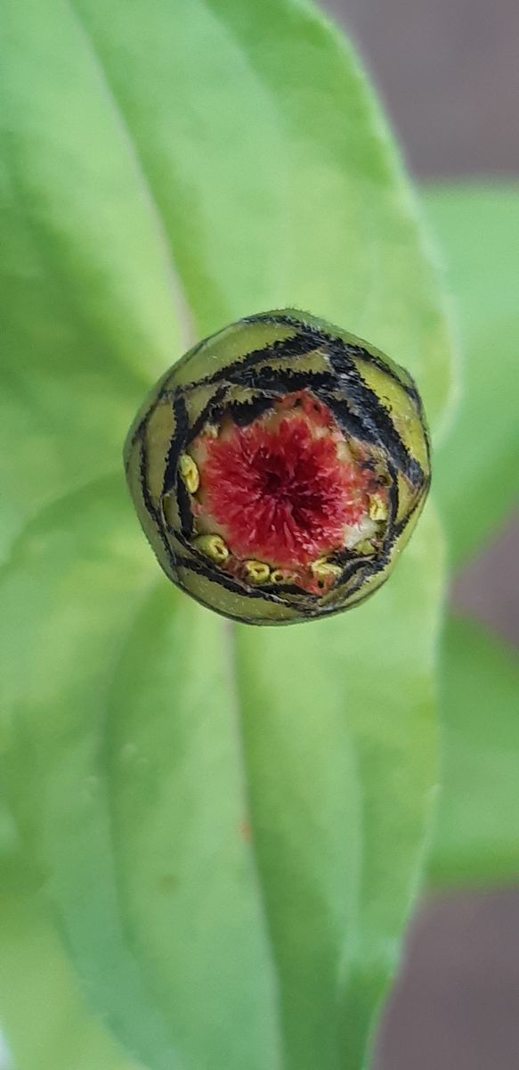 種まきっ子 百日草の蕾🎵 発芽後、実家の畑に移植した株は続々開花中。 1本だけ鉢植え