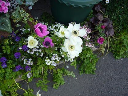 アネモネ・ビオラ・ヒューケラなど、奥行き10cmの 地植えｽﾍﾟｰｽに寄せ植えしています。